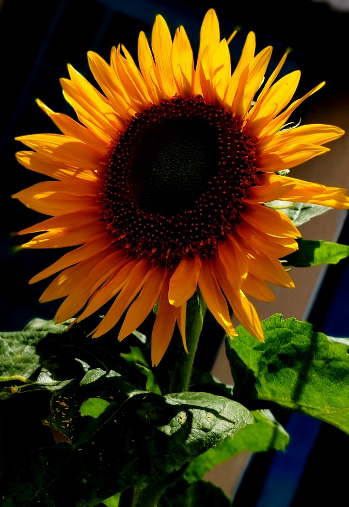 sunflower