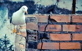 bird