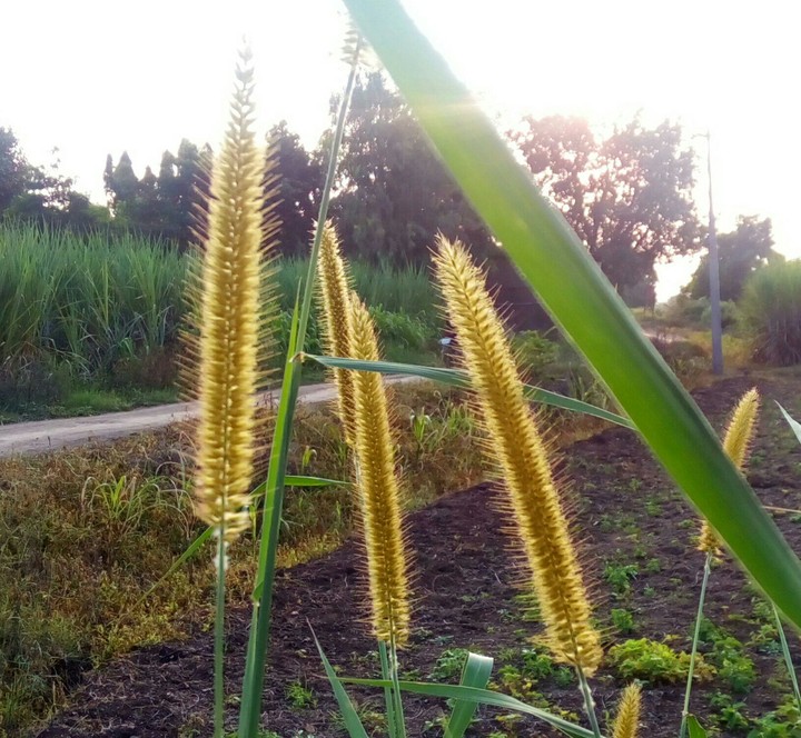 Amazing sunset in the farm!!