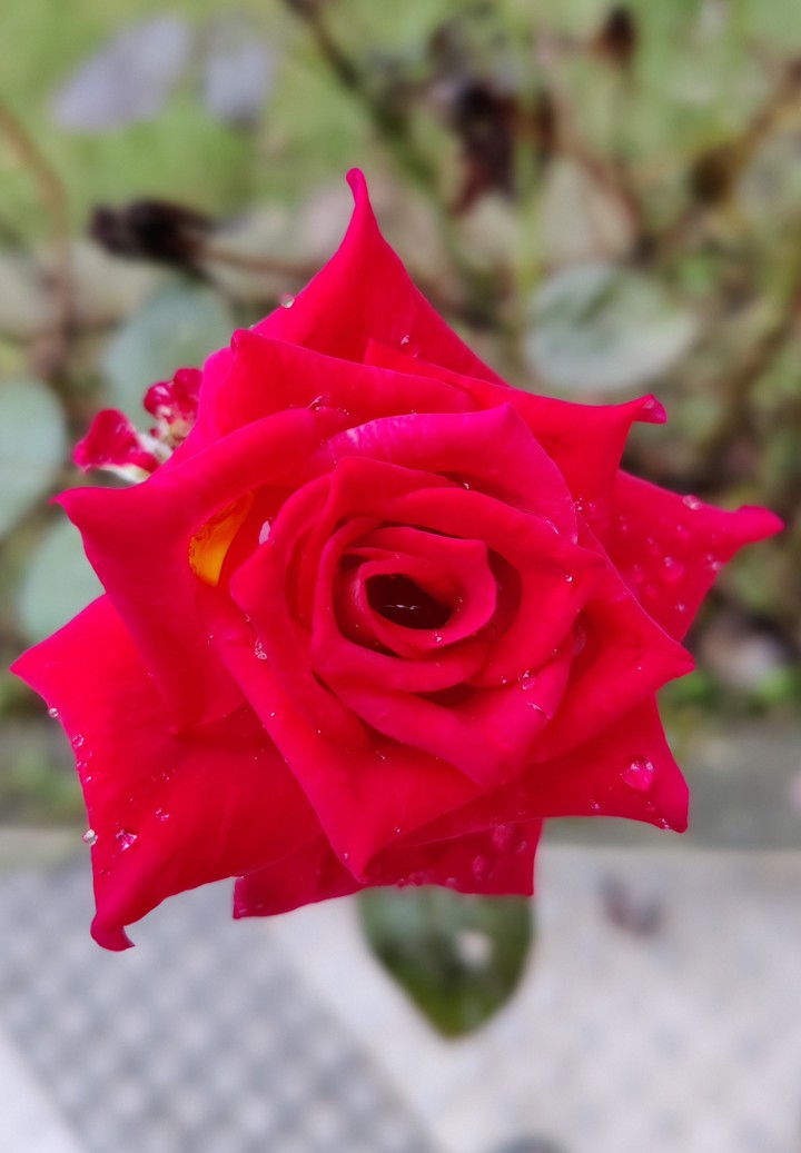 #rose