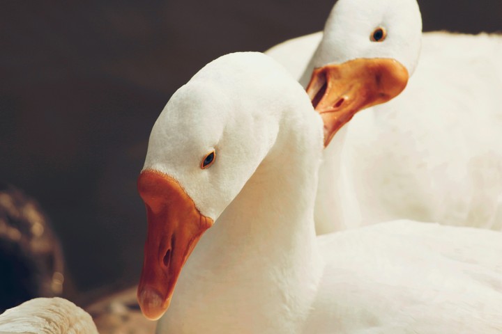 swans