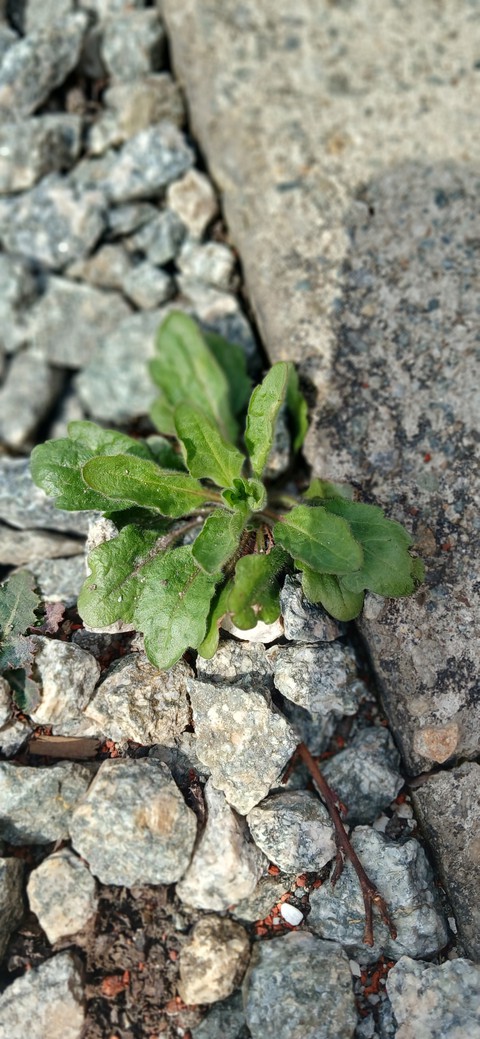 小灌木, 草本植物桌布