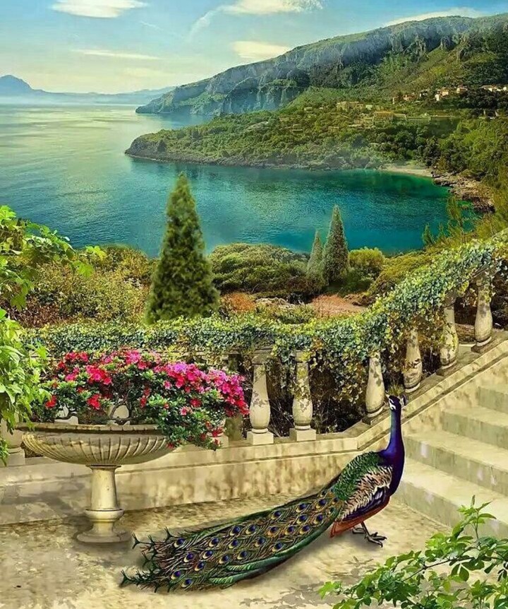 landscape & peacock