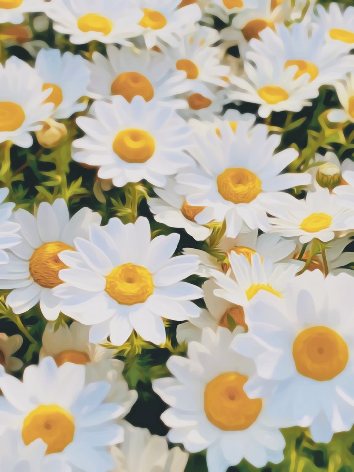 art chamomile