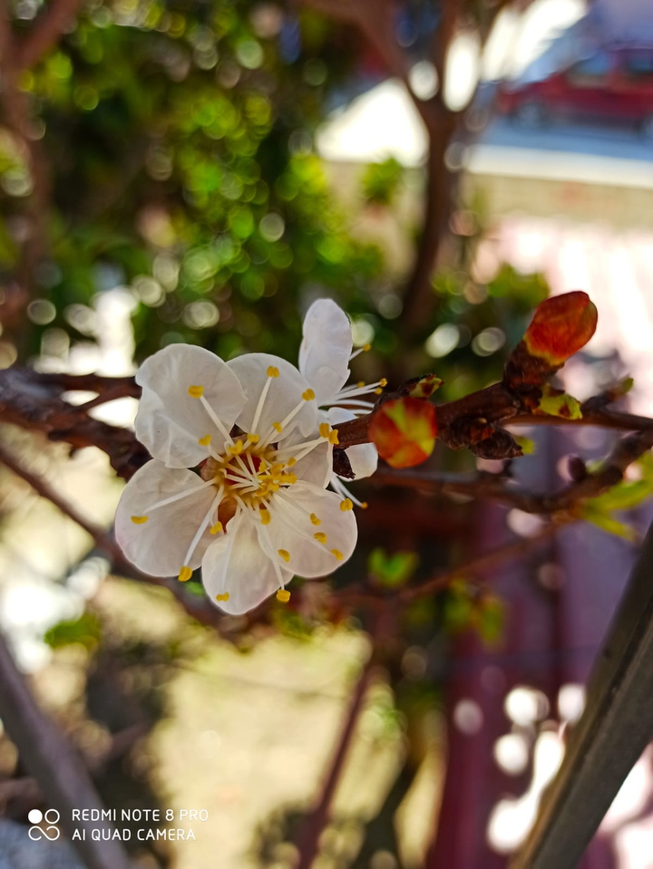 spring flower