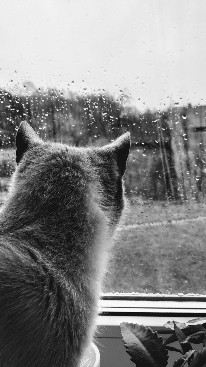 sad cat