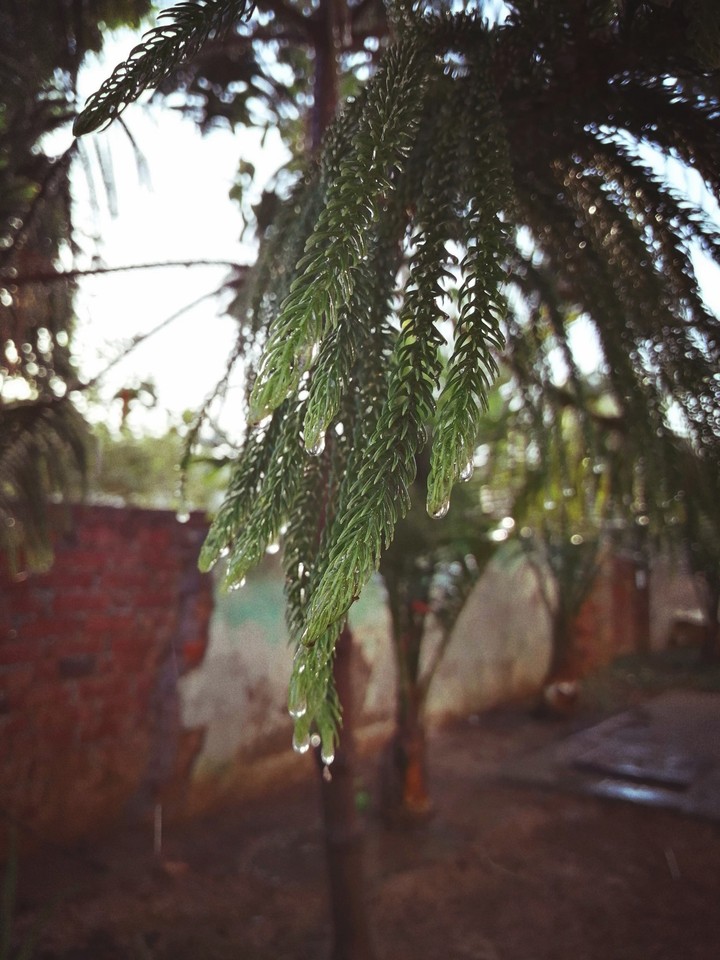 tree ?