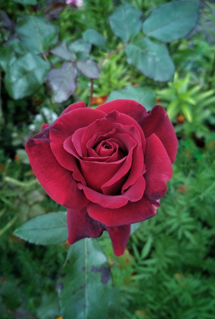 flower_2_