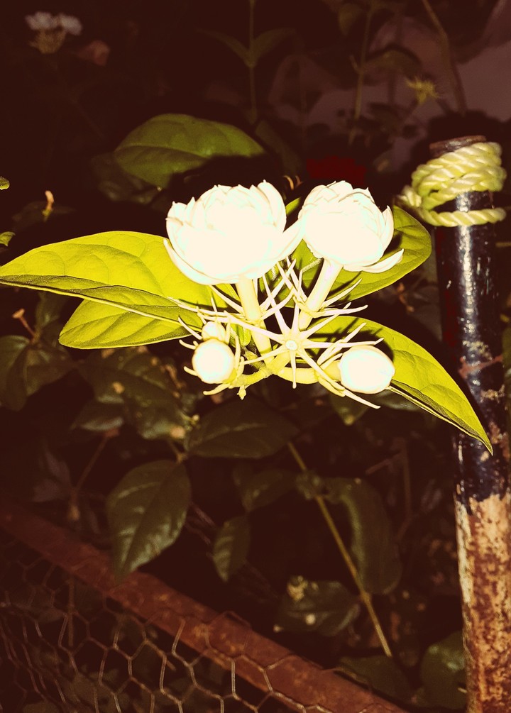 sweet