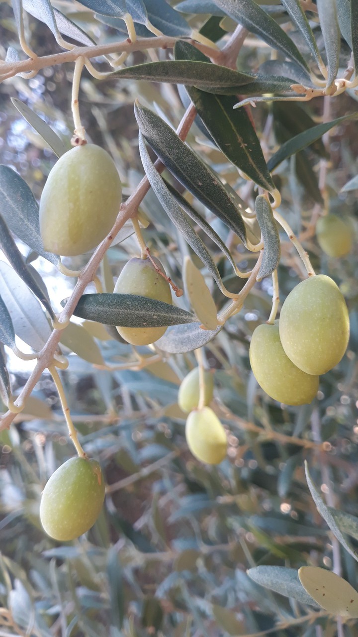 olive