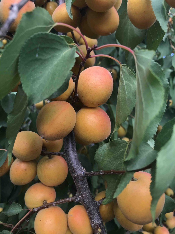 абрикос