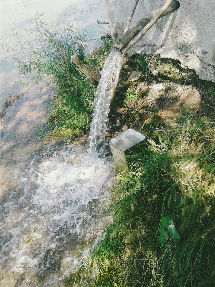 شالیزار مازندران