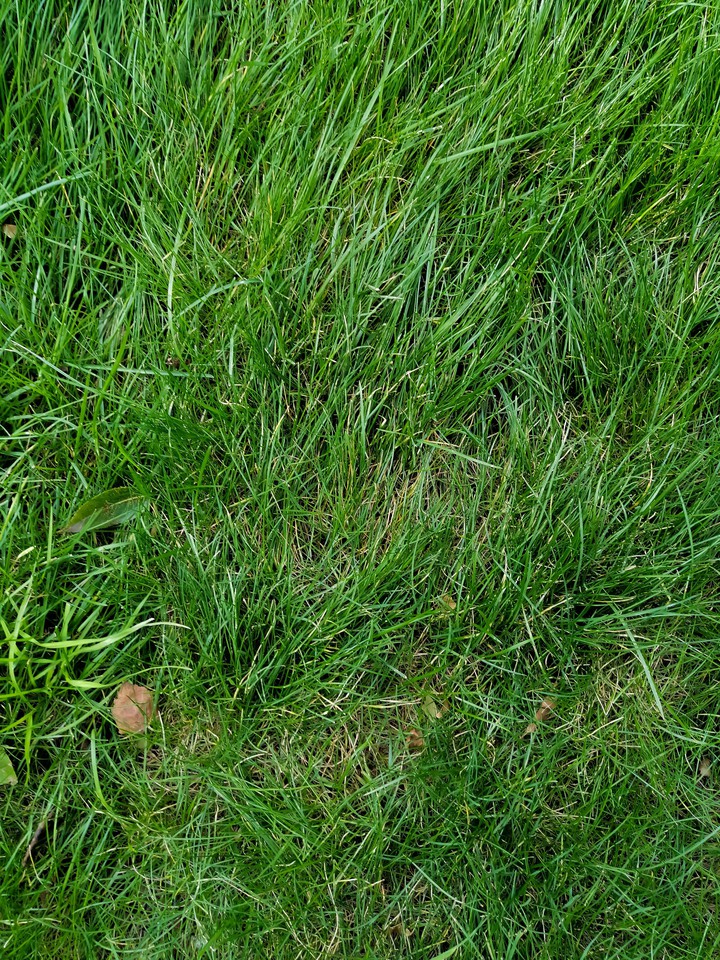 Grass