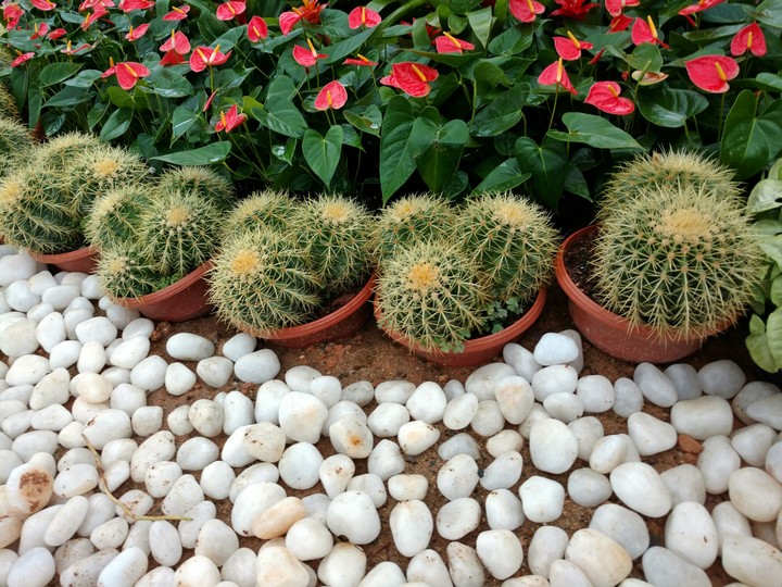 Pebble & Prickly