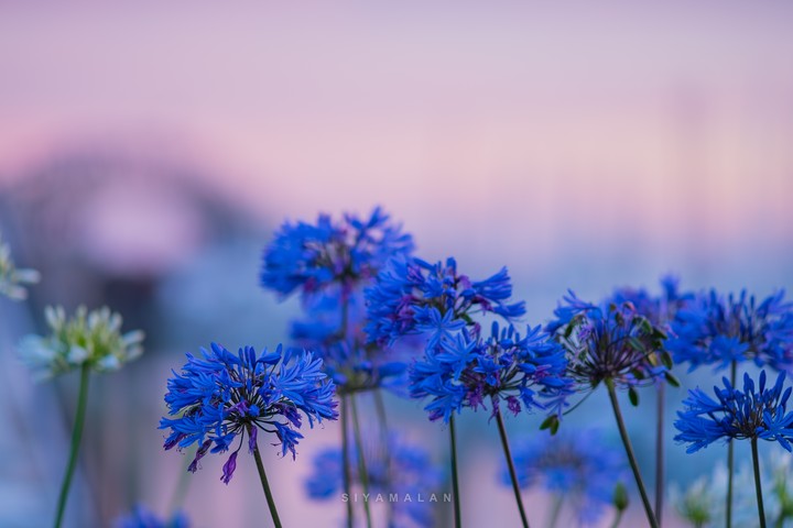 파란 꽃