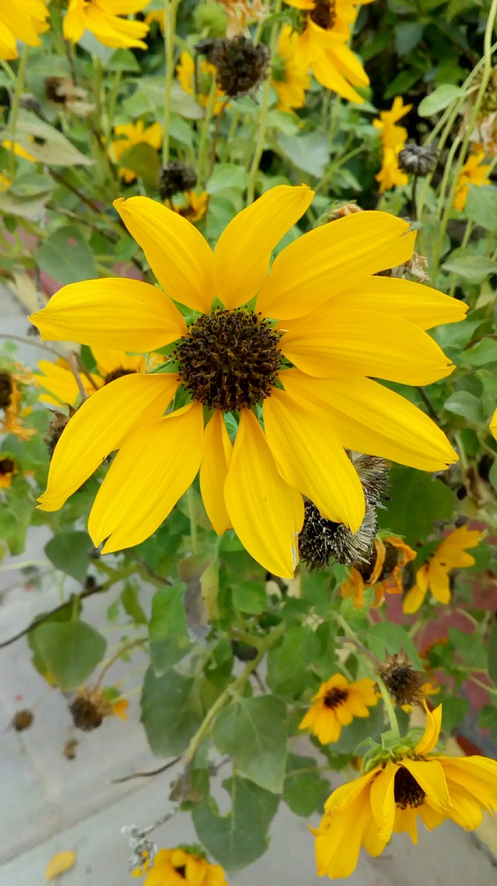Yellow Flower
