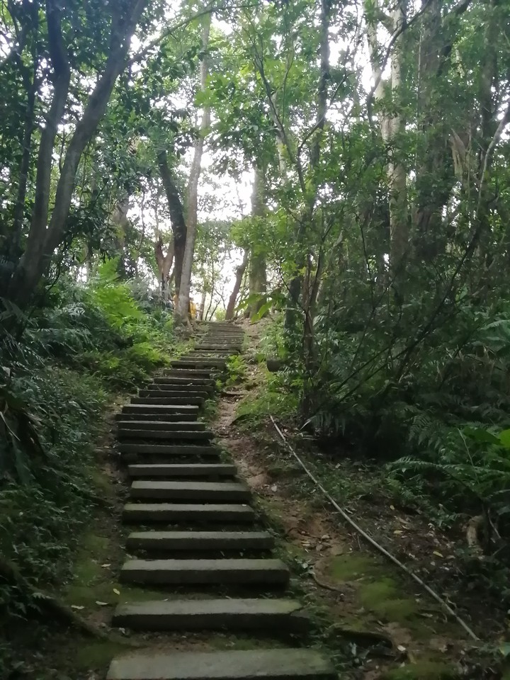 forest