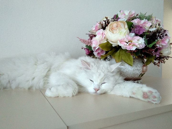 Кот