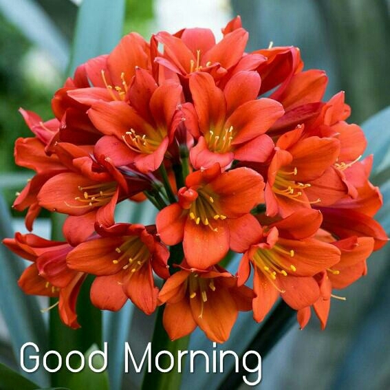 good morning
