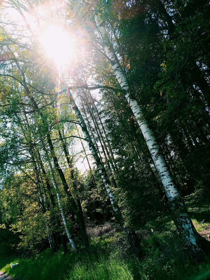Forest