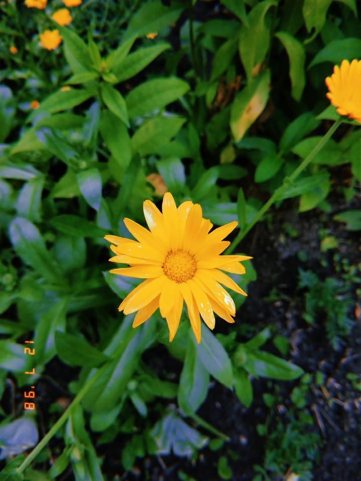 Flower ?️