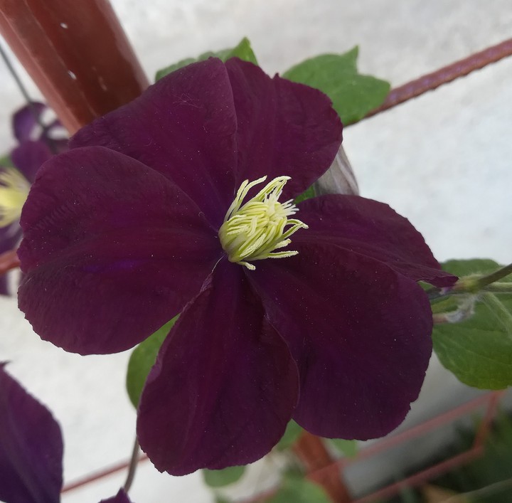 clematis