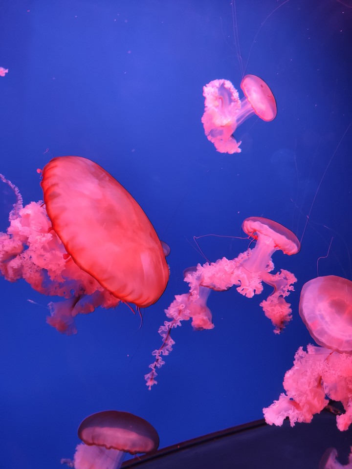 jellyfish