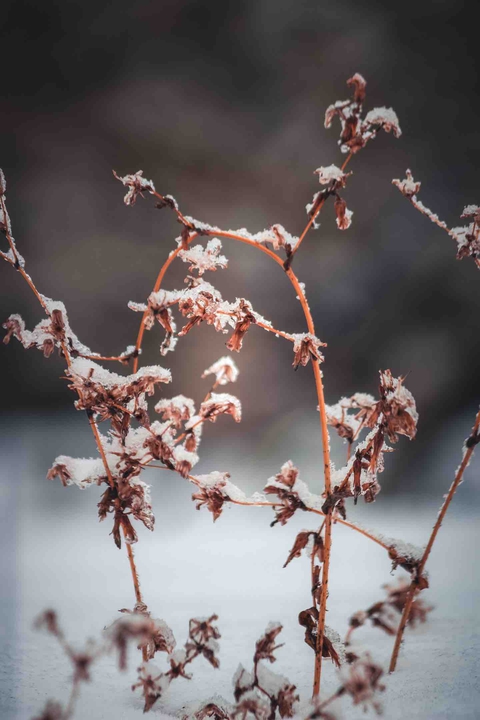 winter