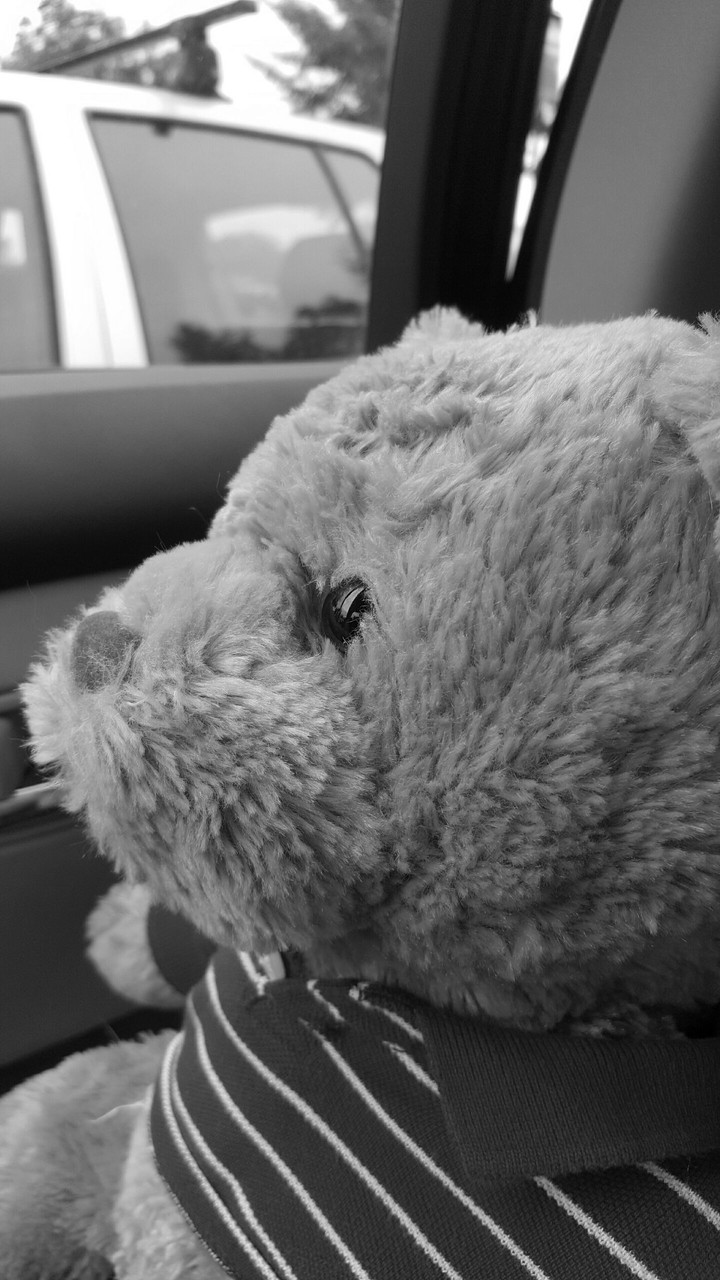 black and white bear