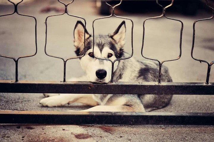 Young alaskian malamute