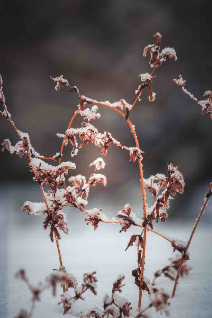 winter