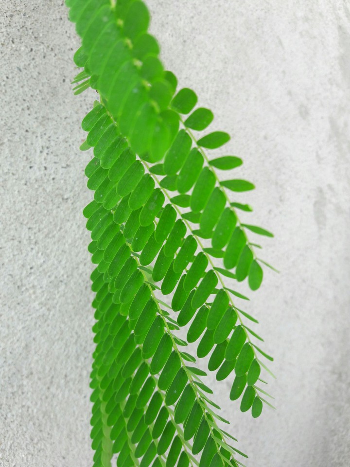leaf
