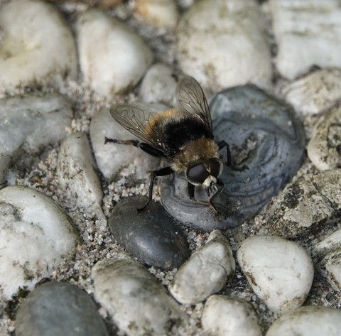 hymenopterans, Close-up वॉलपेपर