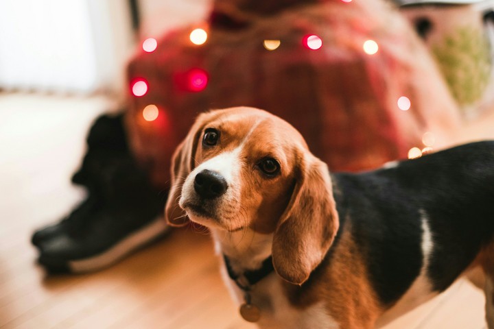 dog