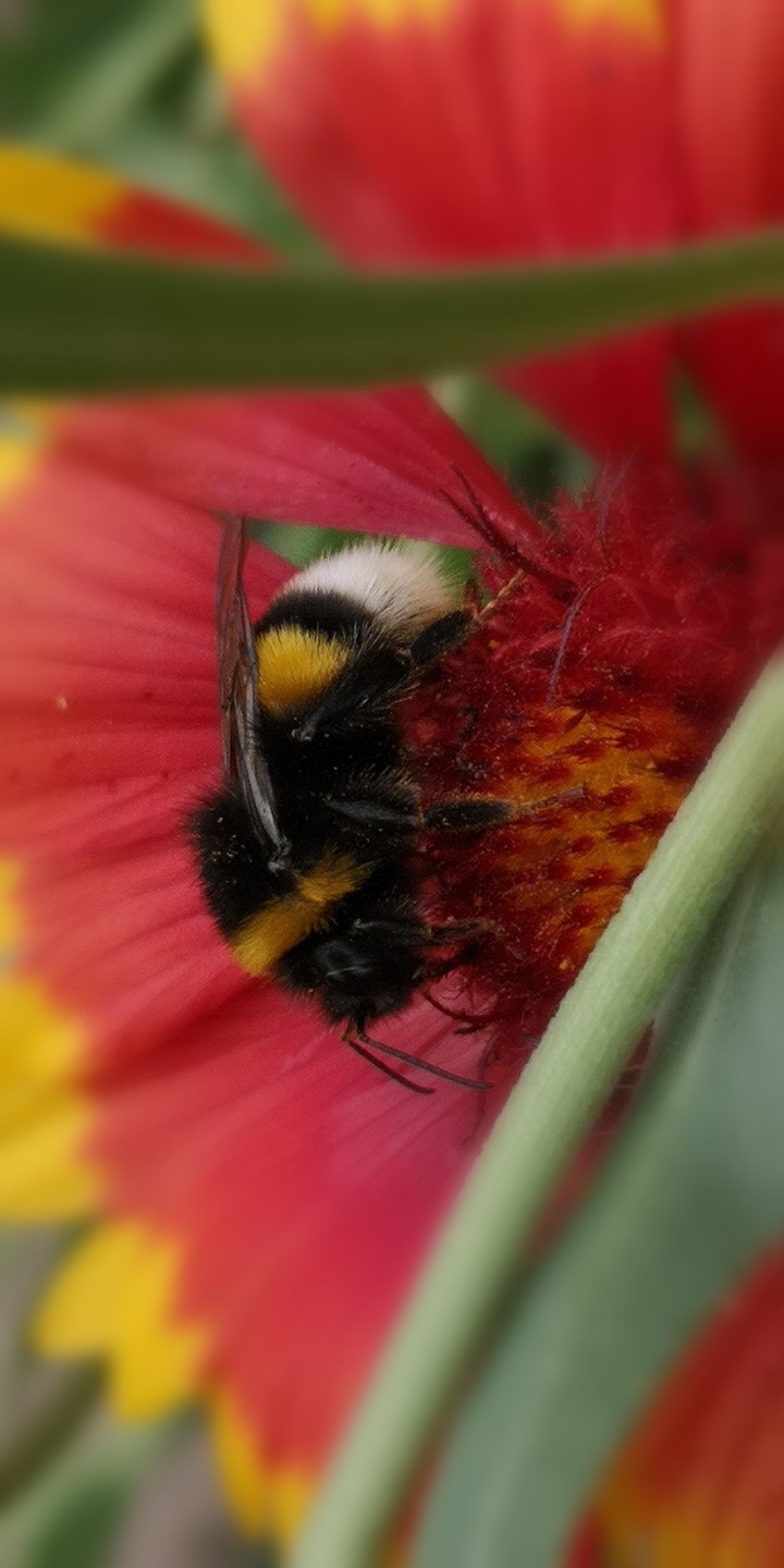 Hummel im Glück