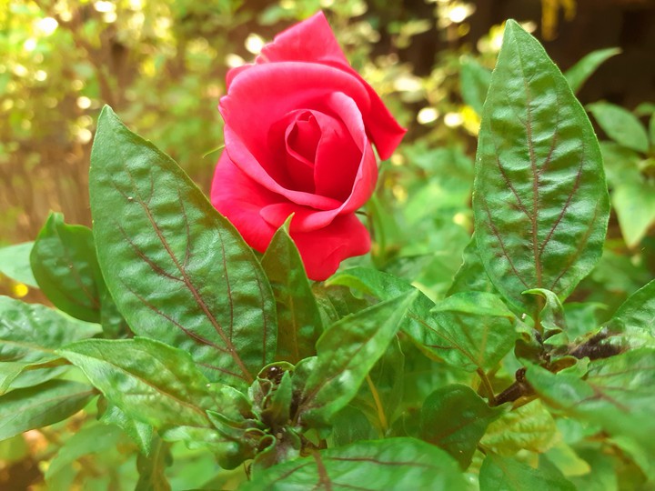 rose