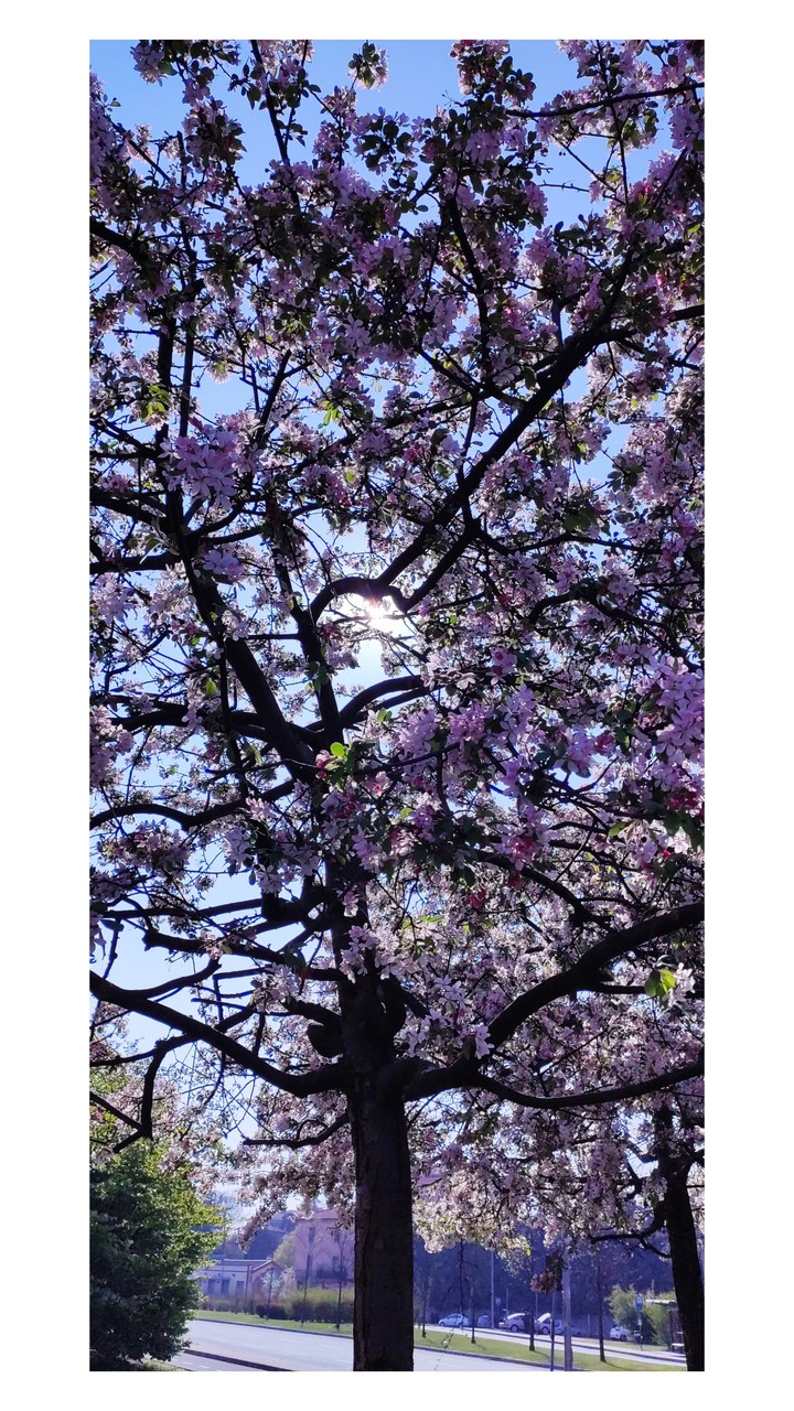 spring