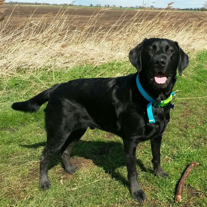 black lab