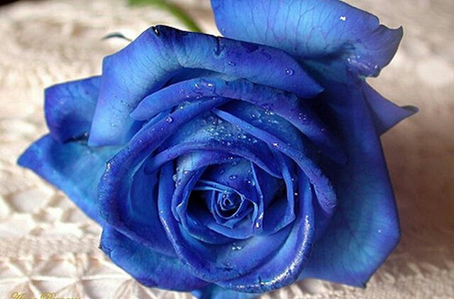 blue rose
