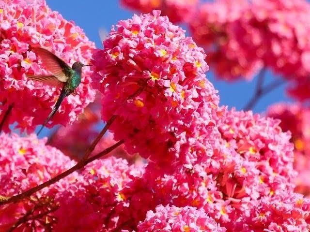 Ipê Rosa I