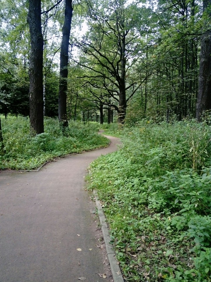 forest