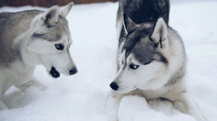 Siberian Husky