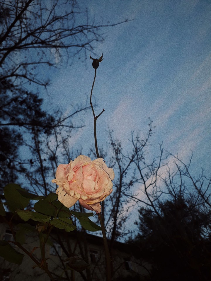 rose
