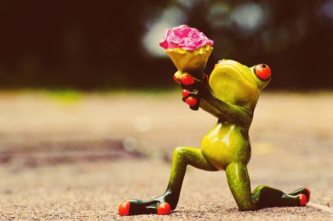 Mr. Frogy