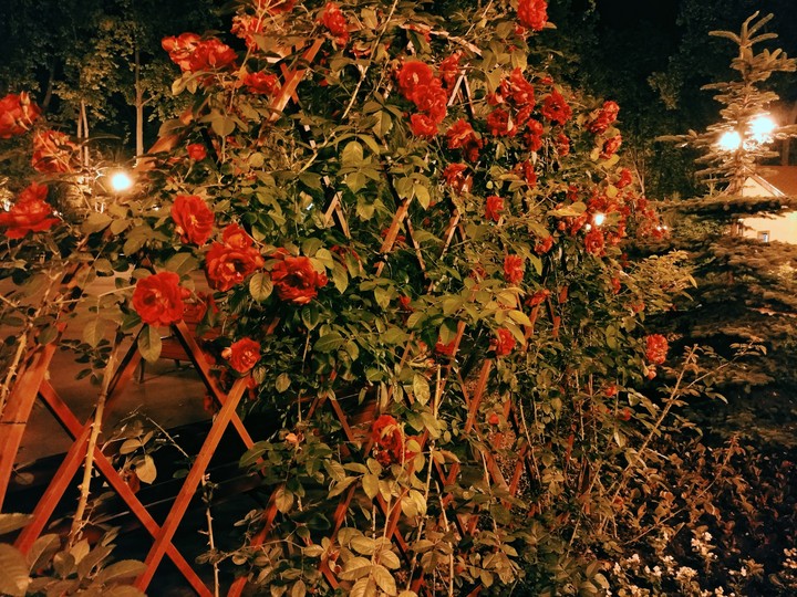 roses
