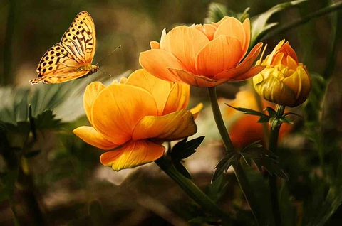hình nền plant, butterfly