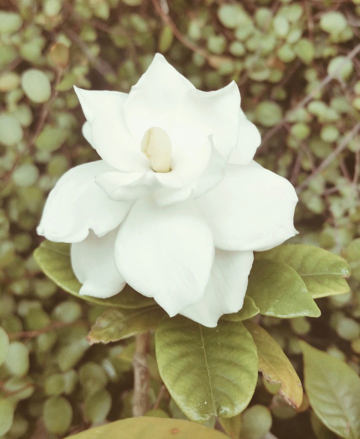 길가의 꽃 한송이...
