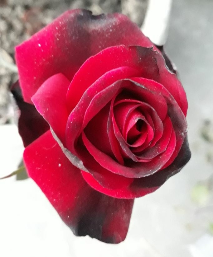 red rose