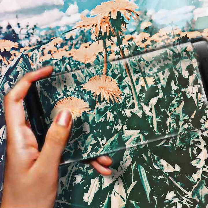 DANDELIONS
