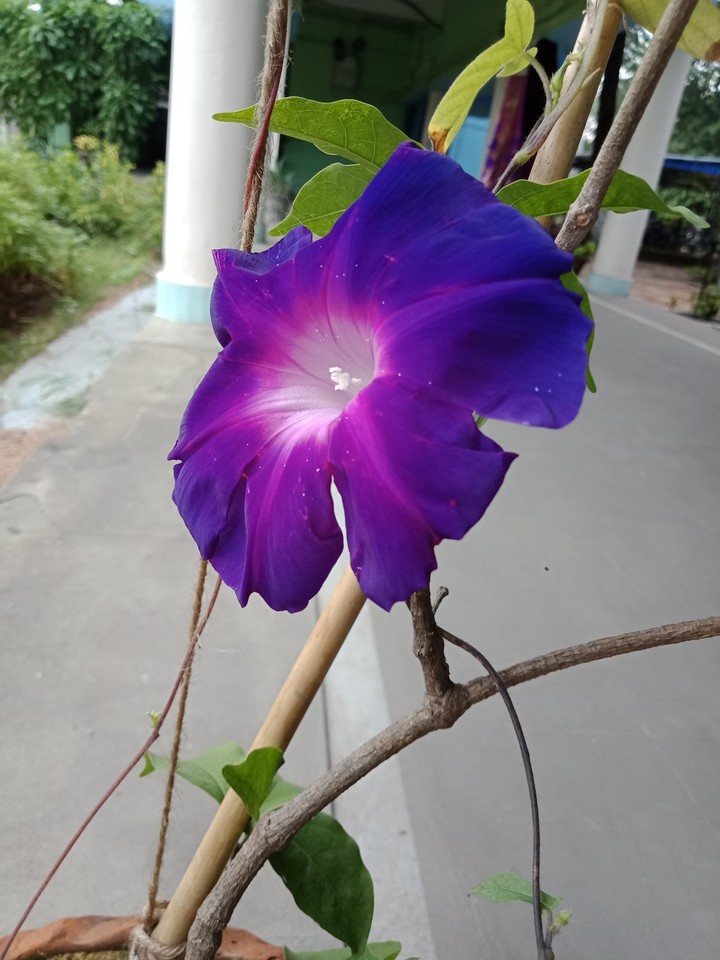 purple flower